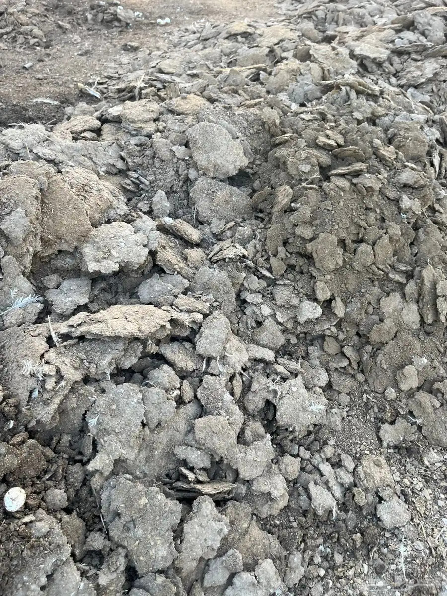 سماد دواجن مجانا بدون مقابل